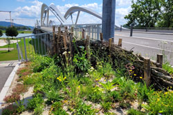Stadt Linz / Stadtgrün und Straßenbetreuung Wiese und Brücke
