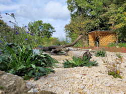 Stadt Linz / Gudrun Fuß Naturgarten mit heimischen Blumen, Totholz und Steinen im Botanischen Garten der Stadt Linz