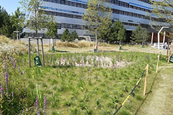 Stadt Linz / Stadtgrün und Straßenbetreuung Sumpfwiese