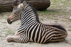 Zebra Baby