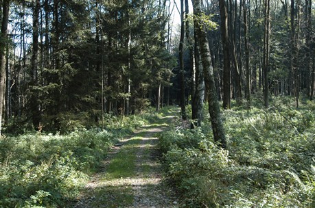 Rund 5.000.000 m² Wald befinden sich im Besitz der Stadt Linz (Bild: Schiltenbergwald).