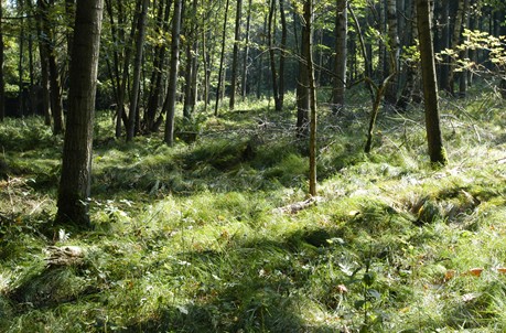 Der „Schiltenbergwald“ (knapp 100 Hektar) wurde 1995 zur Sicherung des Grüngürtels in Ebelsberg von der Stadt Linz erworben.