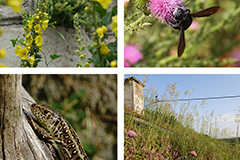 Fotos: TBK Büro für Ökologie und Landschaftsplanung  